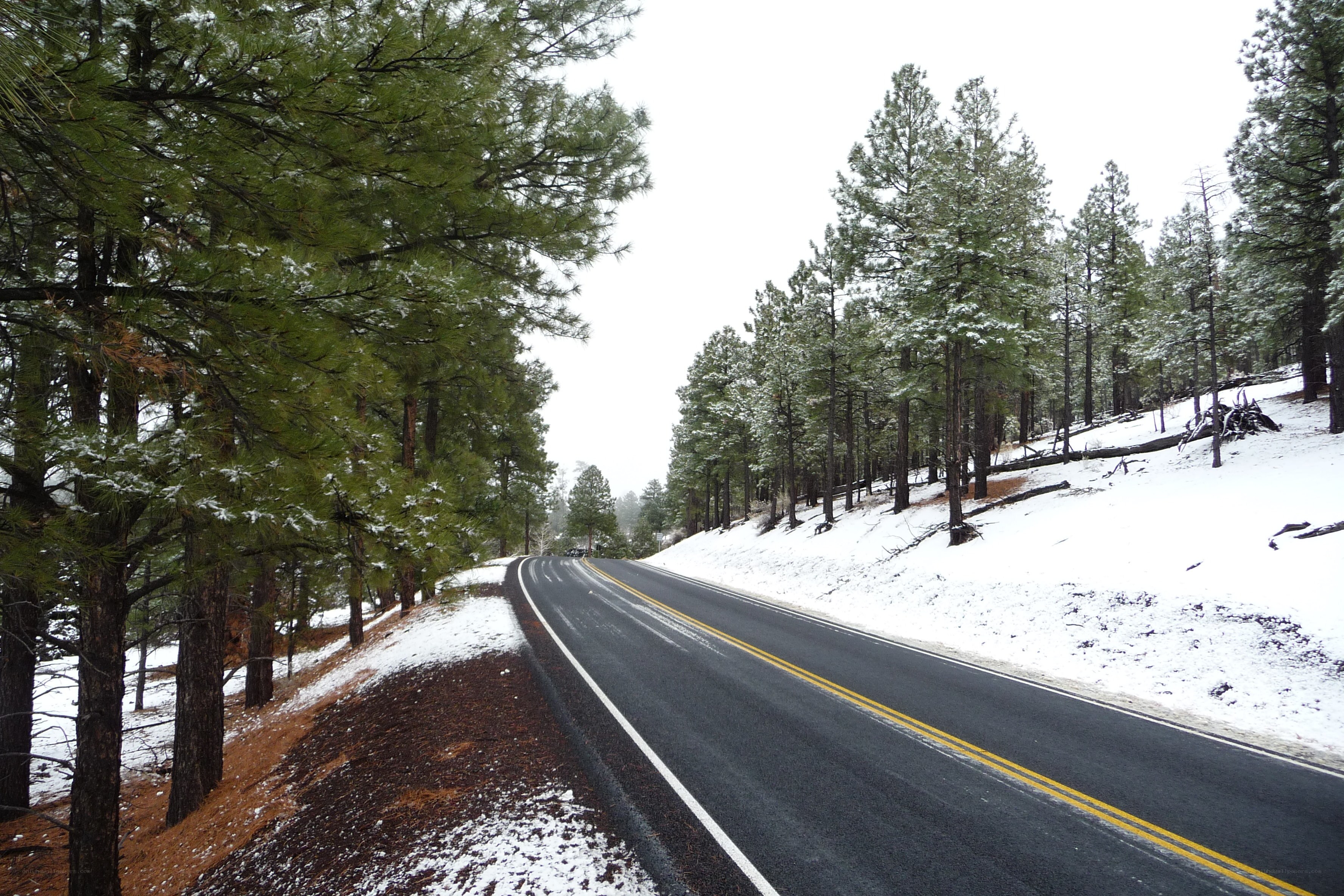 Snowy road in pine forest