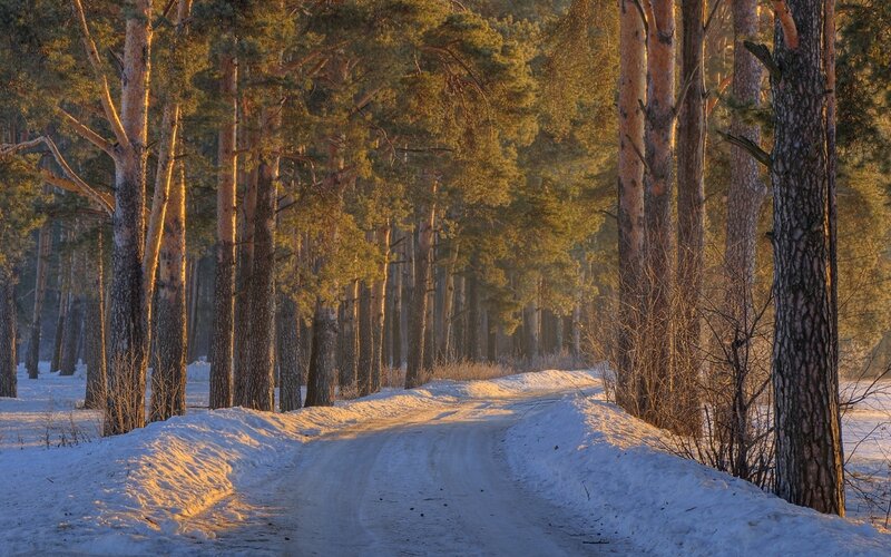 Snowy Road in Pine Forest — White