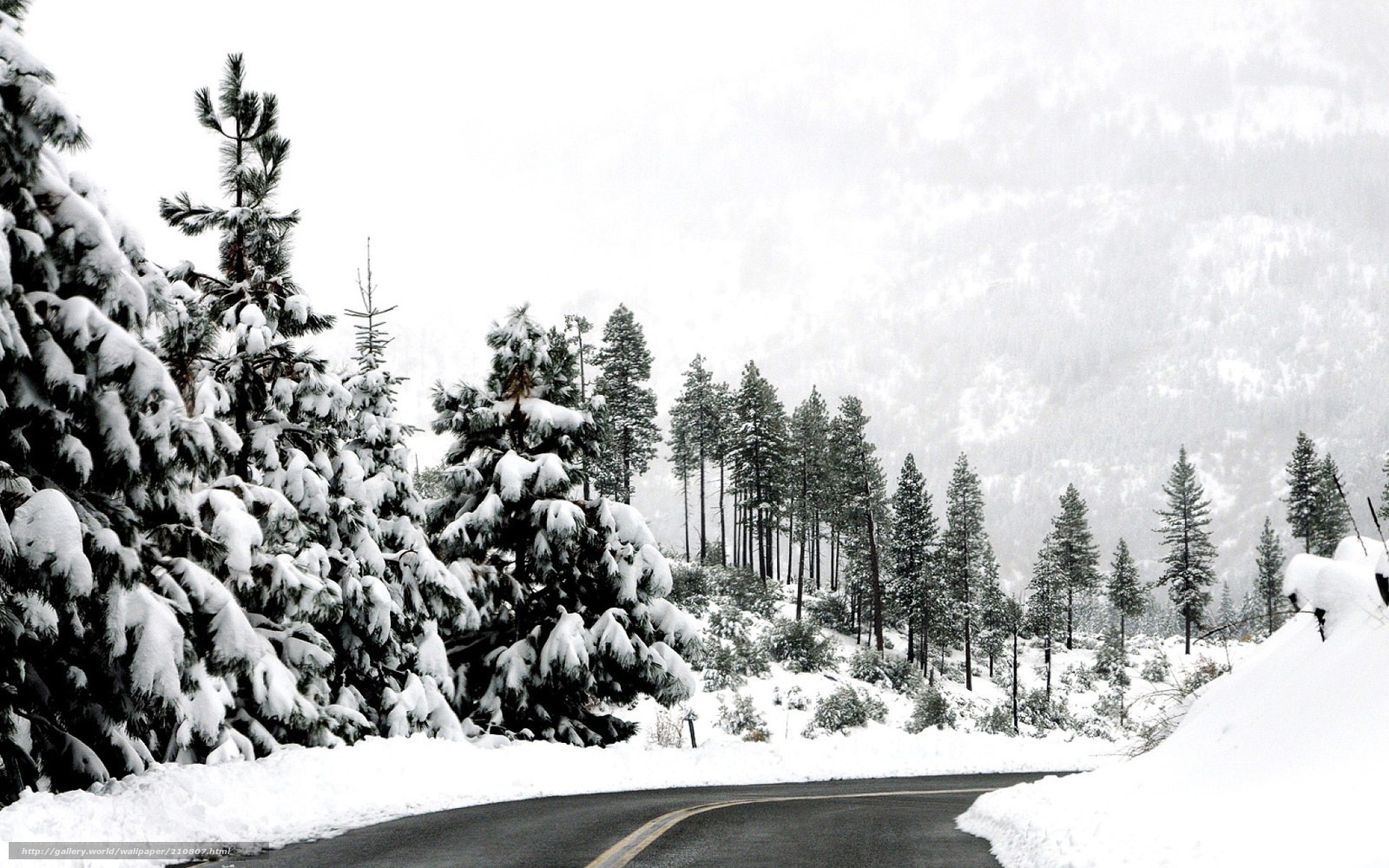 Snowy Road in Pine Forest