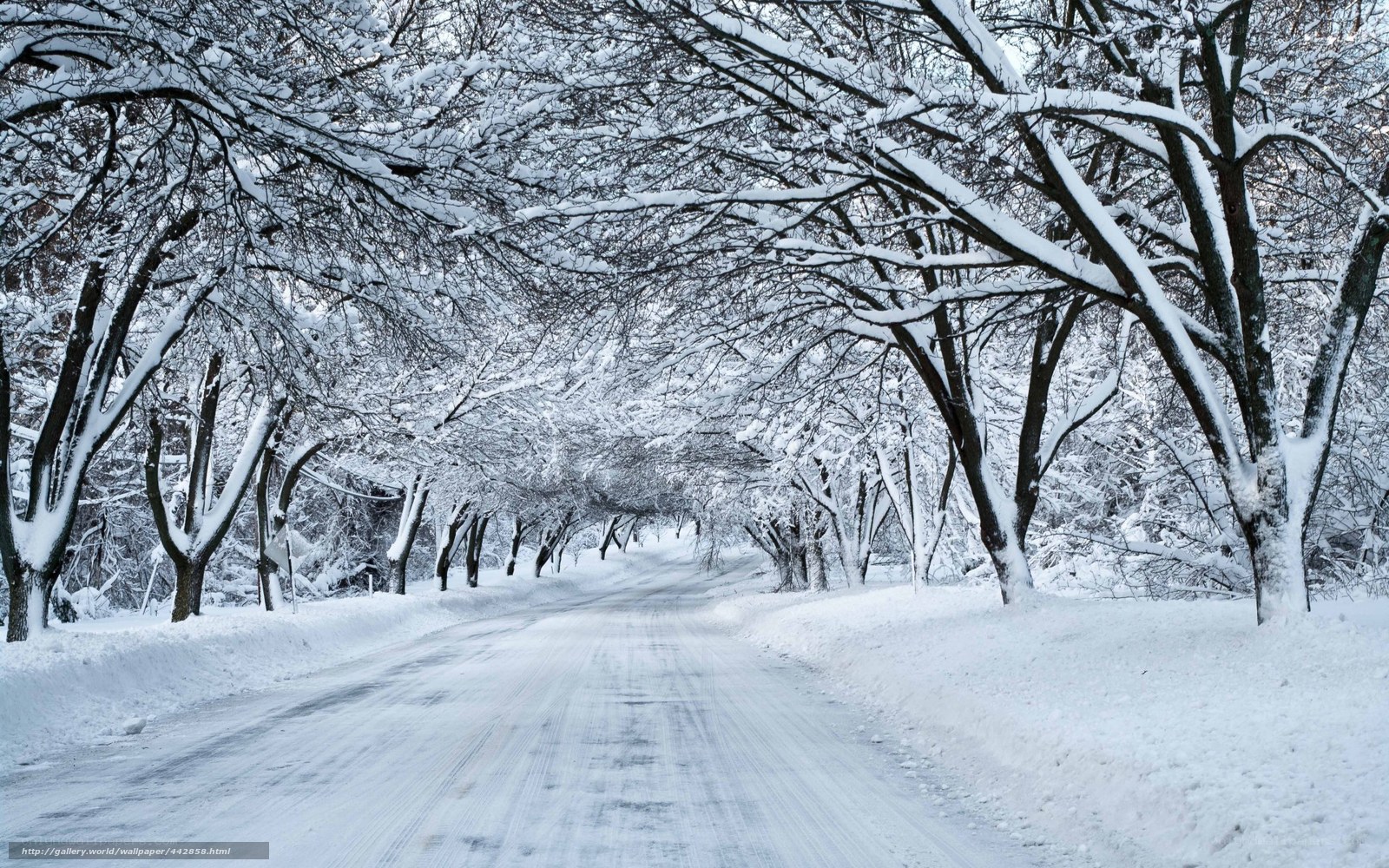 Snowy Road in Winter