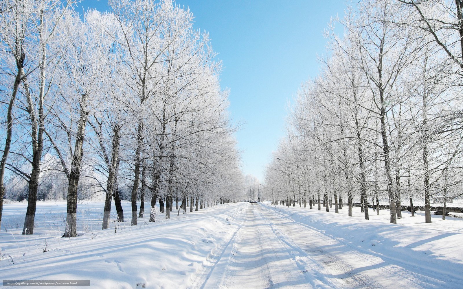 Snowy Road in Winter