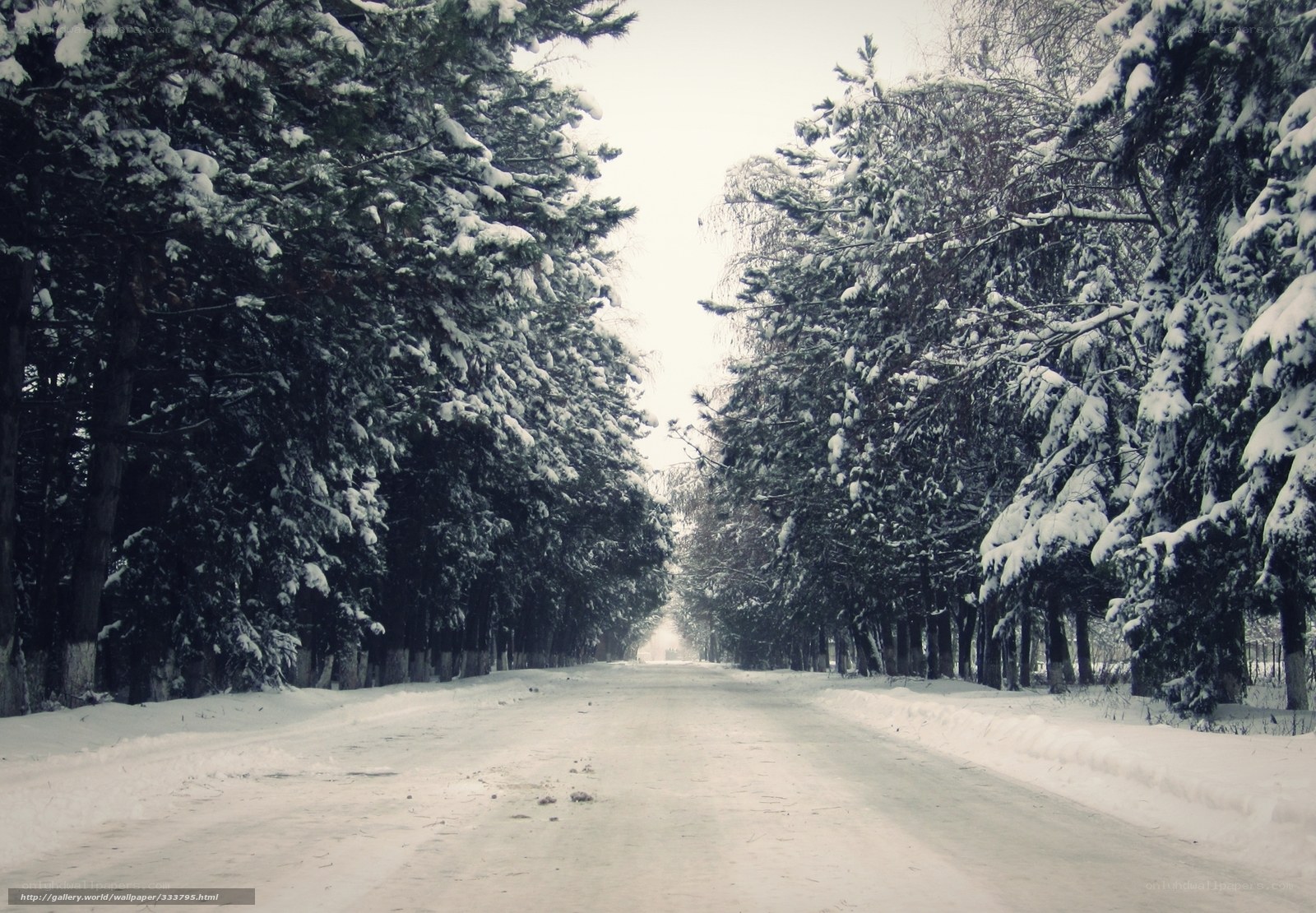 Snowy Road in Winter Forest