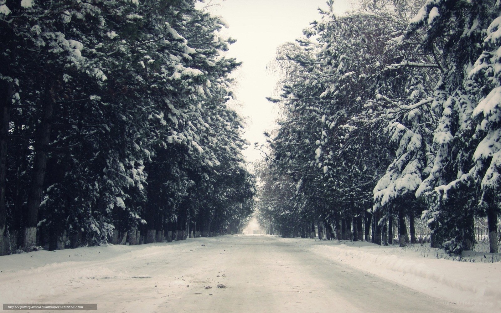 Snowy Road in Winter Forest