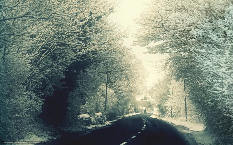 Snowy road in winter forest