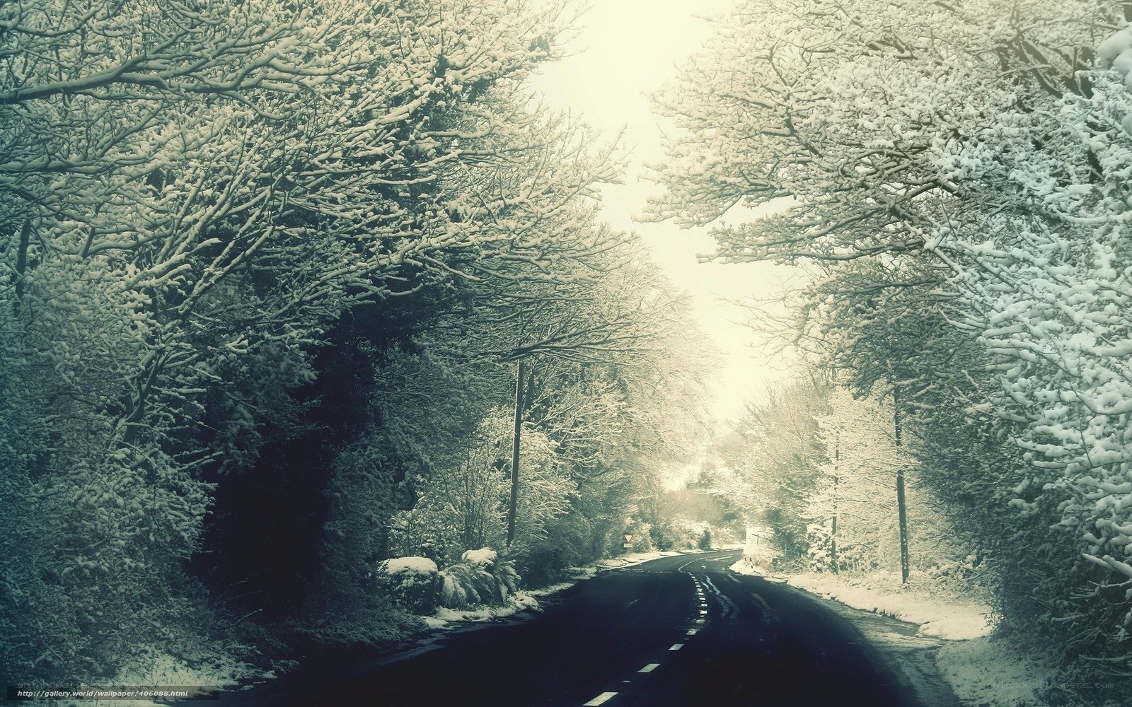 Snowy road in winter forest