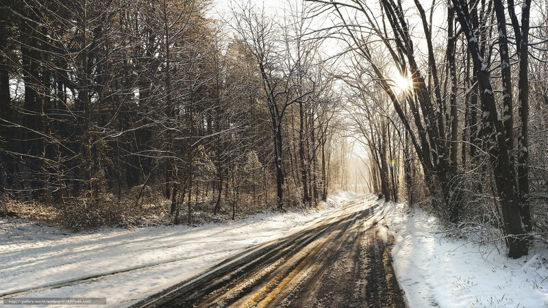 Snowy Road in Winter Forest
