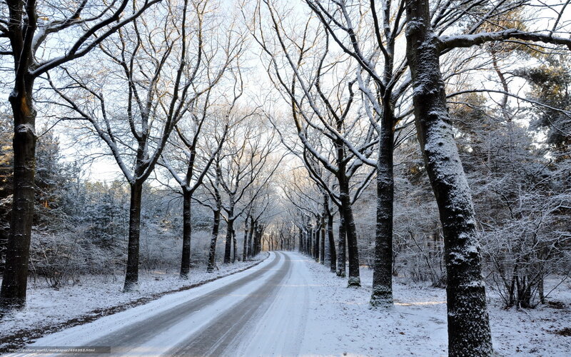 Snowy Road in Winter Forest