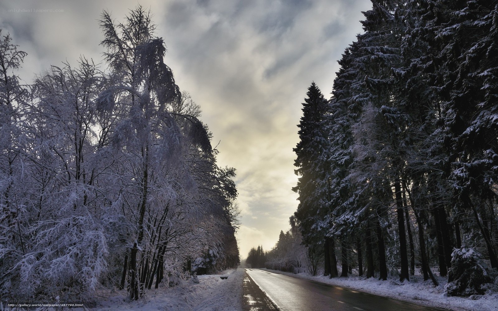 Snowy Road in Winter Forest