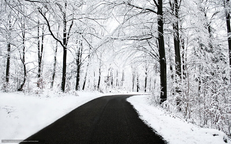snowy road in winter forest