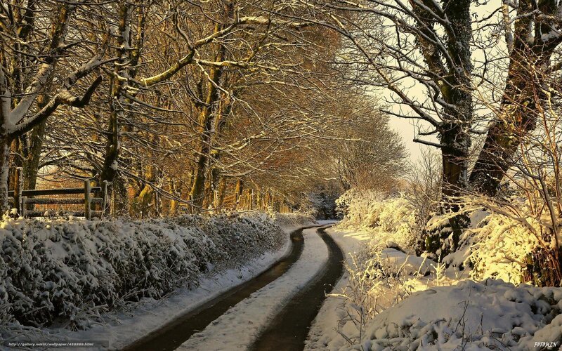 Snowy Road in Winter Forest