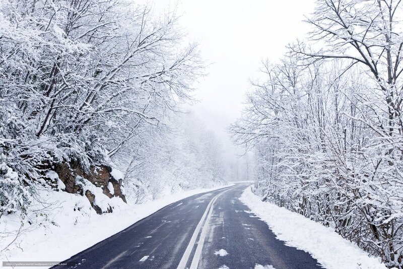 Snowy road in winter forest