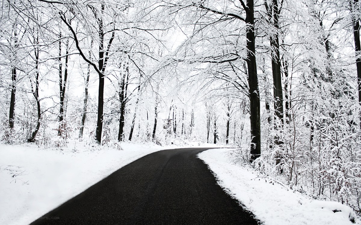 snowy road in winter forest