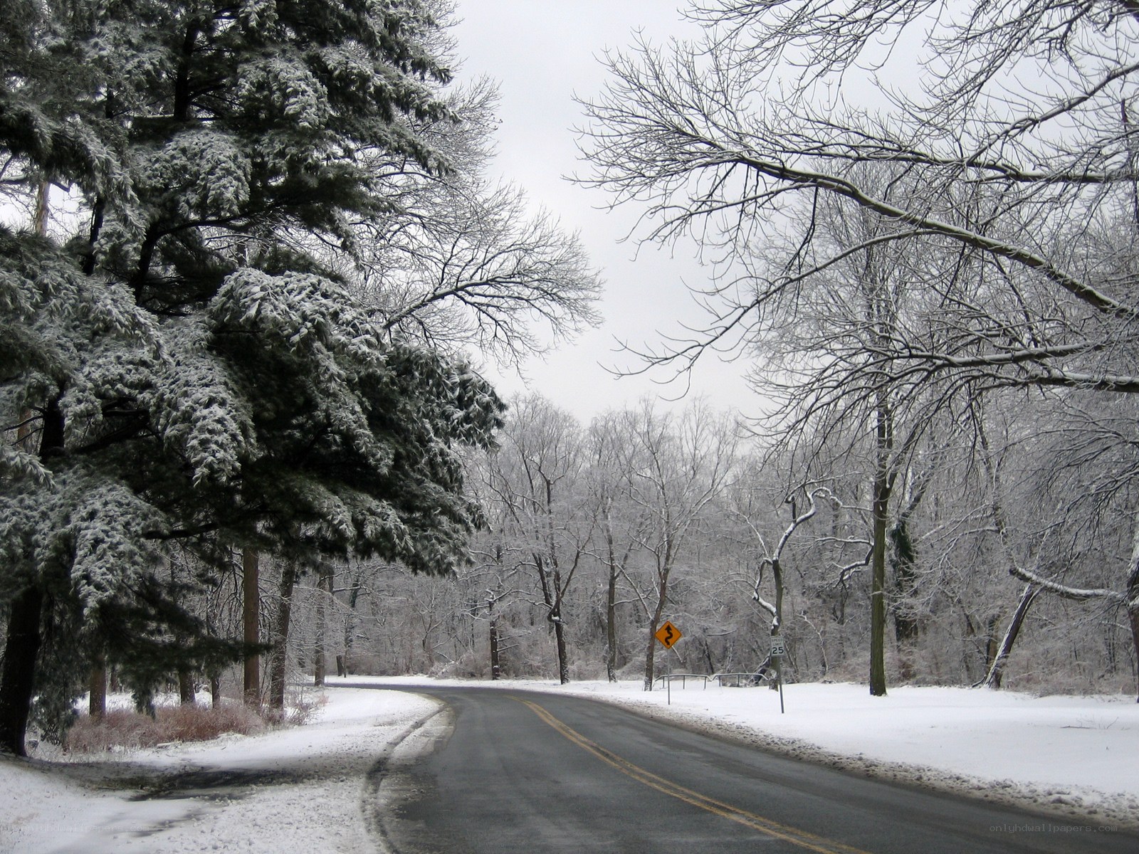 Snowy road in winter forest