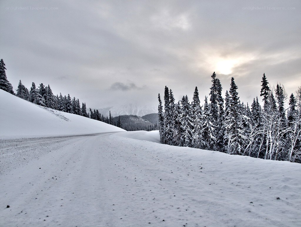 Snowy road in winter forest
