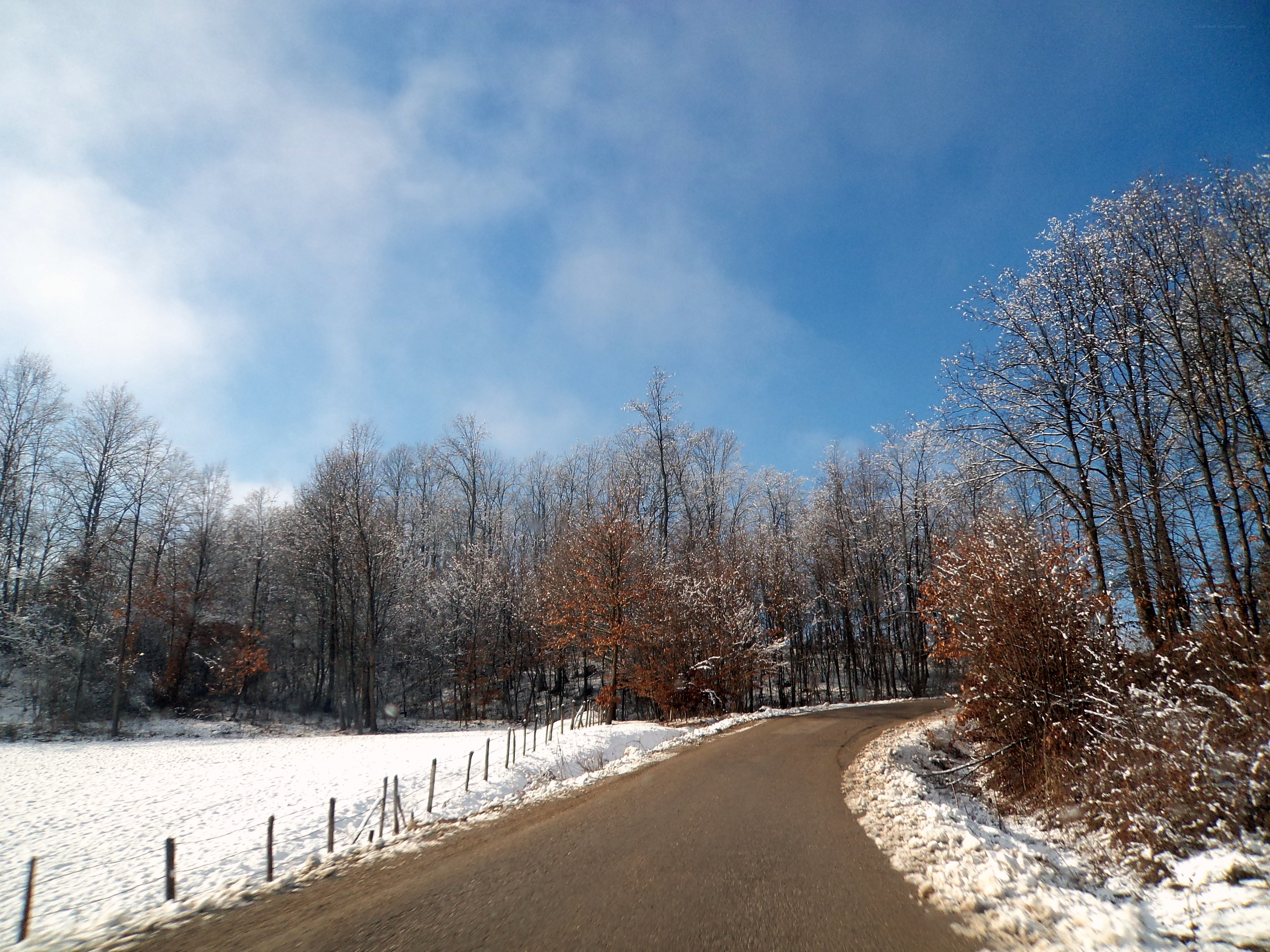 Snowy road in winter forest