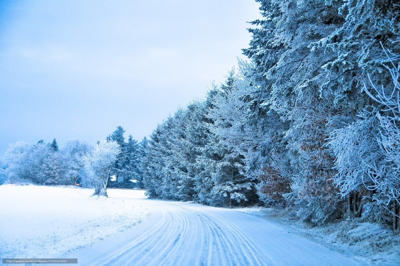 Snowy road in winter forest