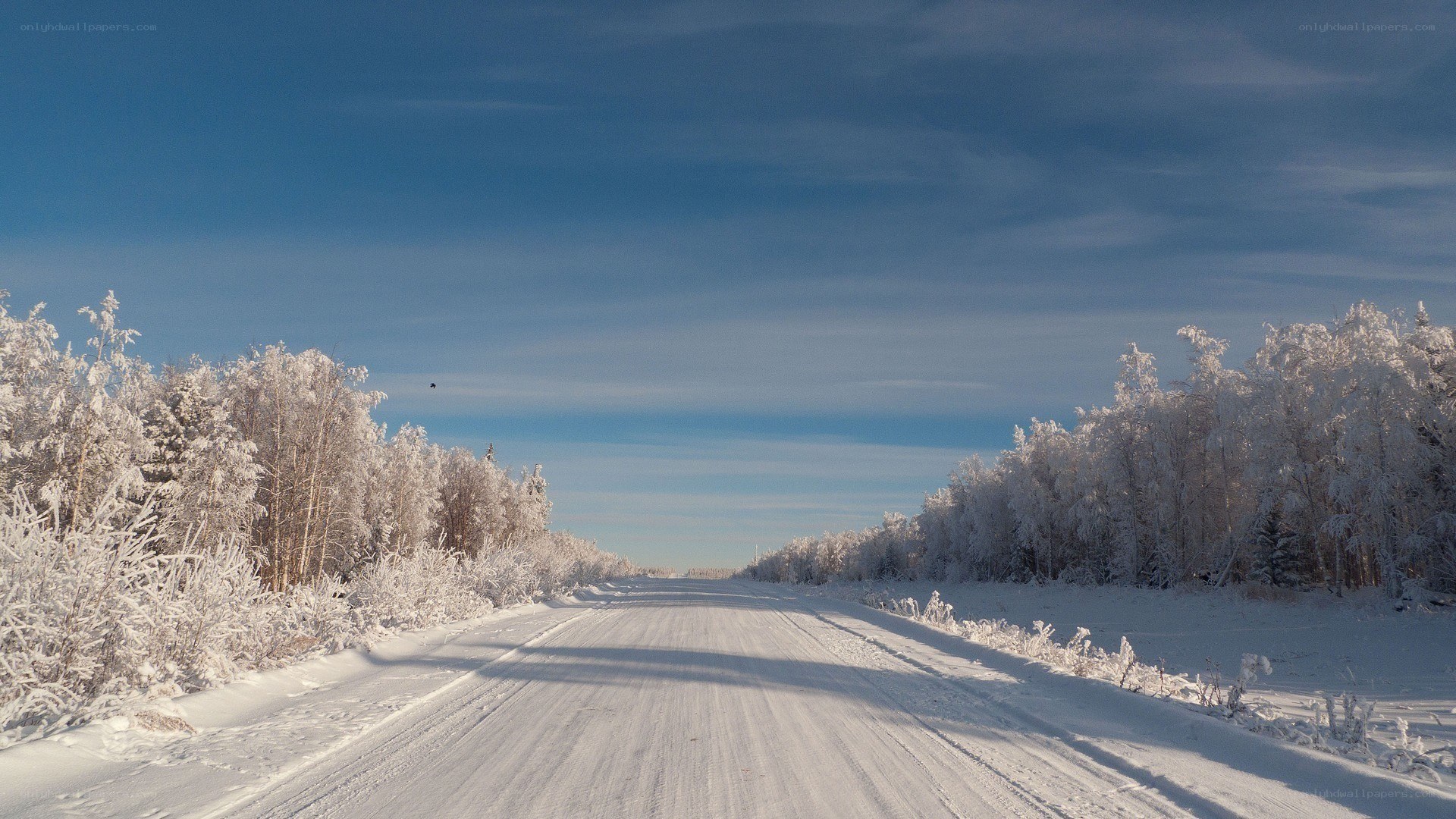 Snowy road in winter forest