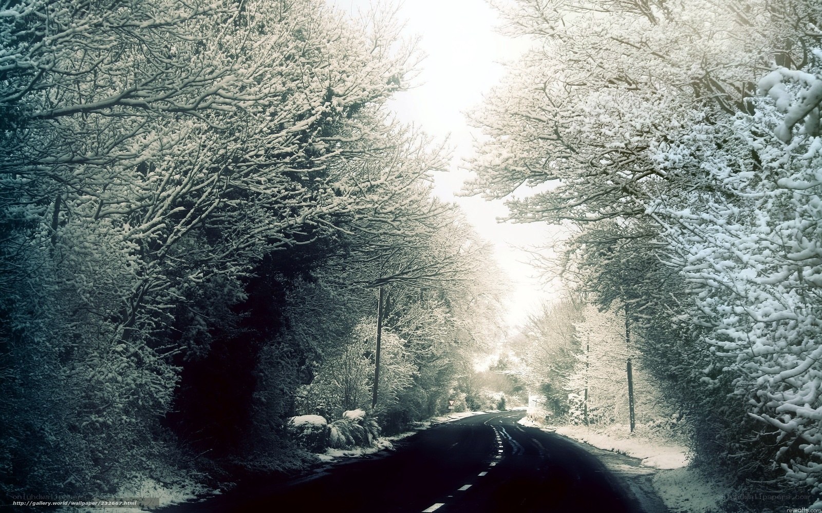 Snowy Road in Winter Forest