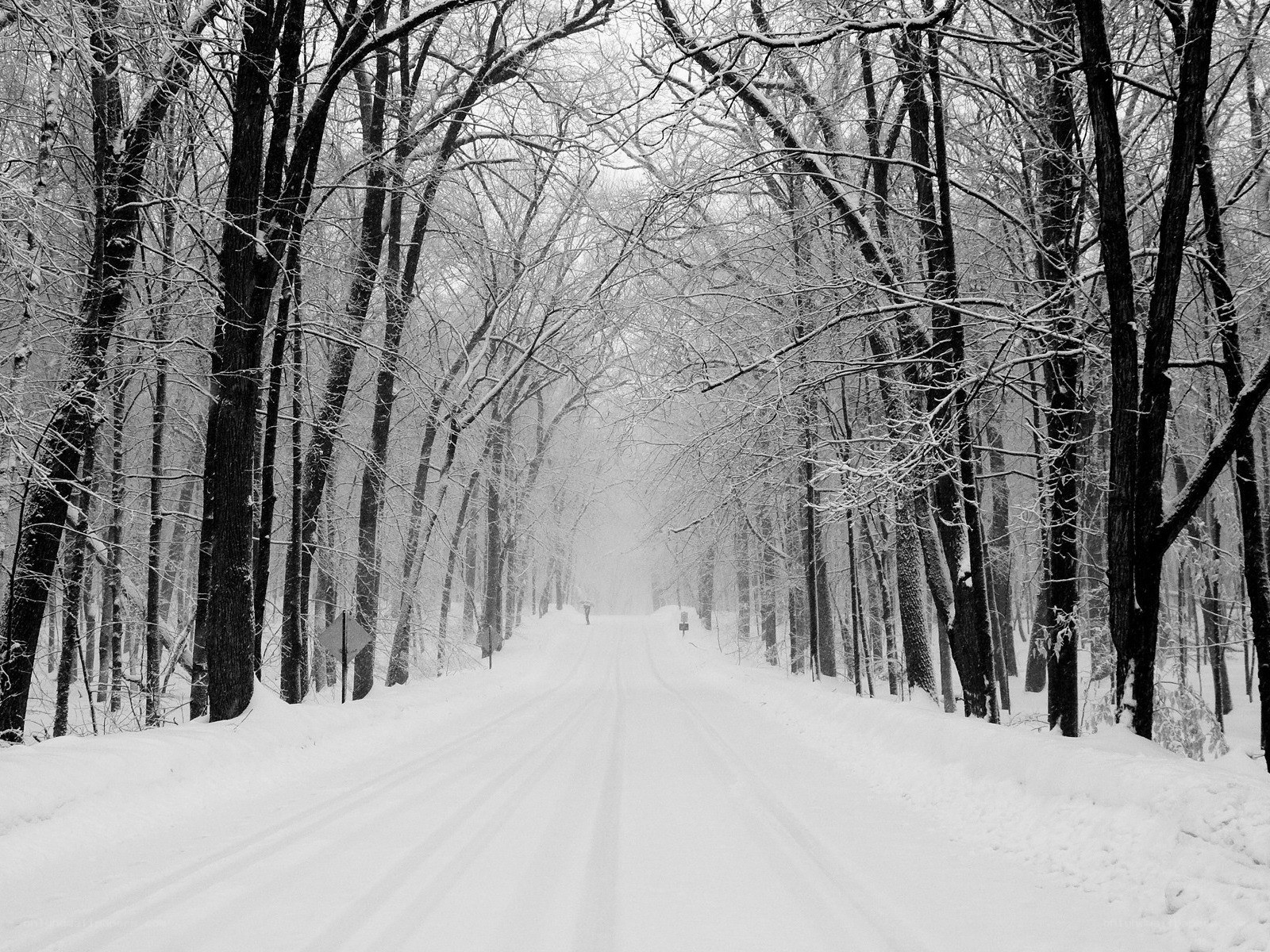 Snowy road in winter forest