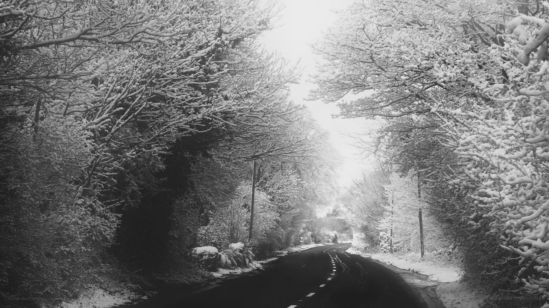 Snowy road in winter forest