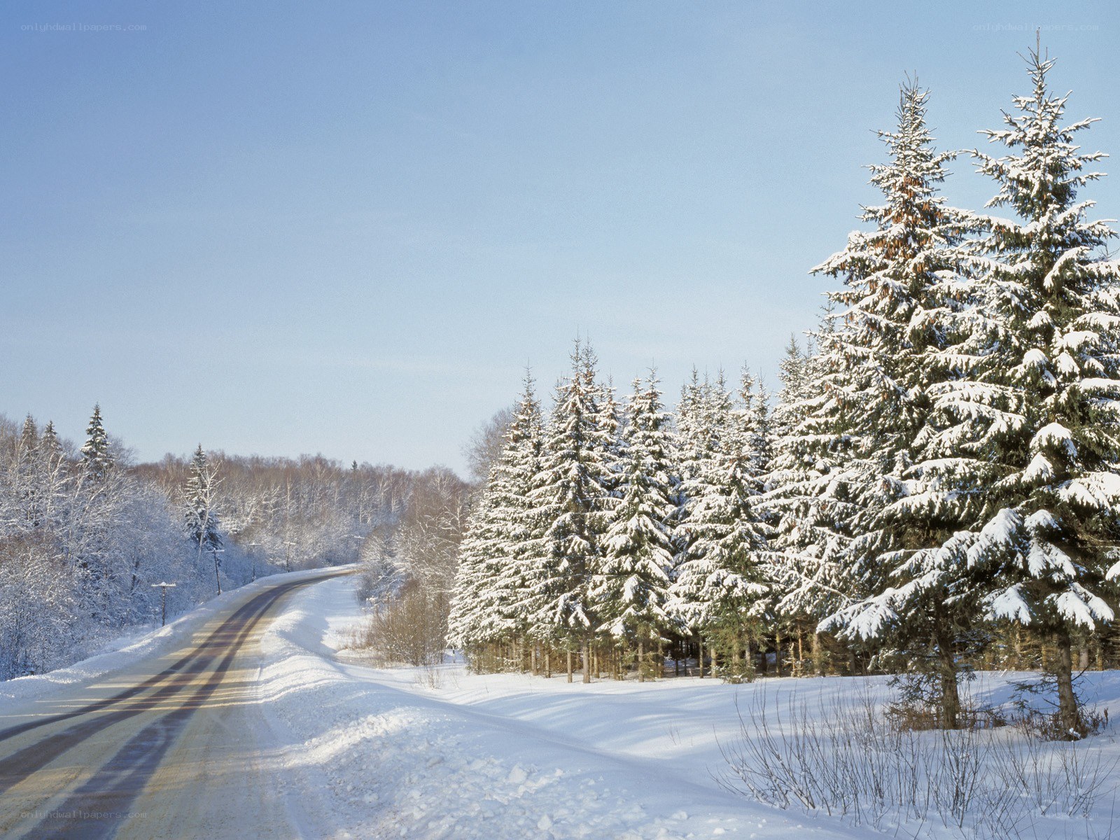 Snowy road in winter forest