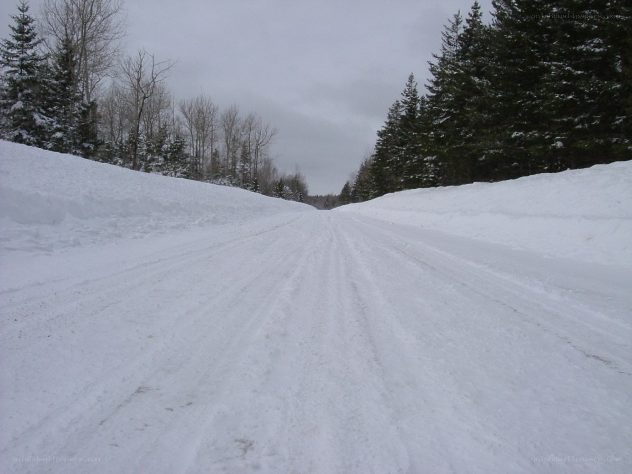 snowy road in winter forest