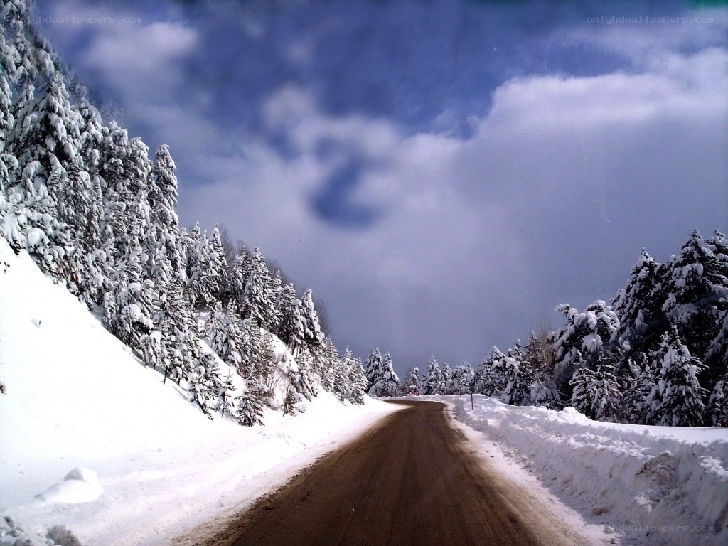 Snowy road in winter forest