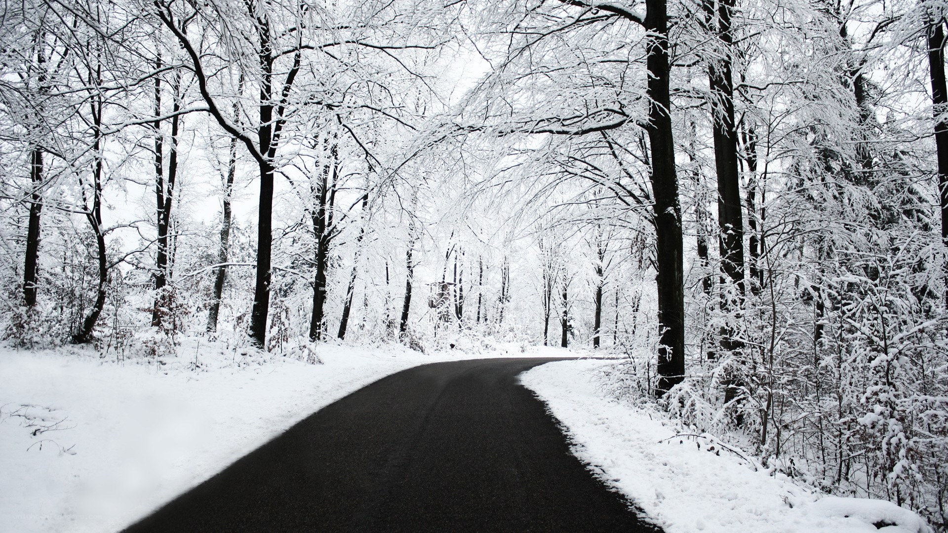 snowy road in winter forest