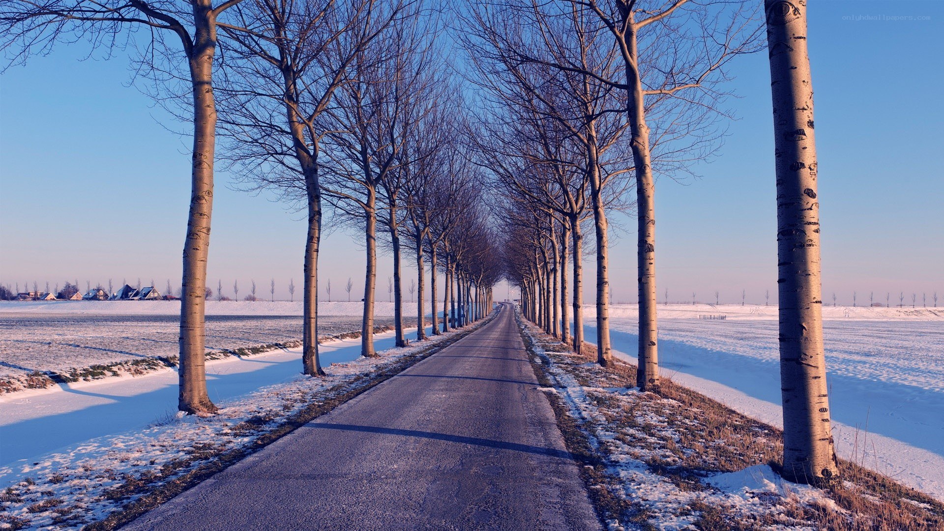 Snowy road lined with trees