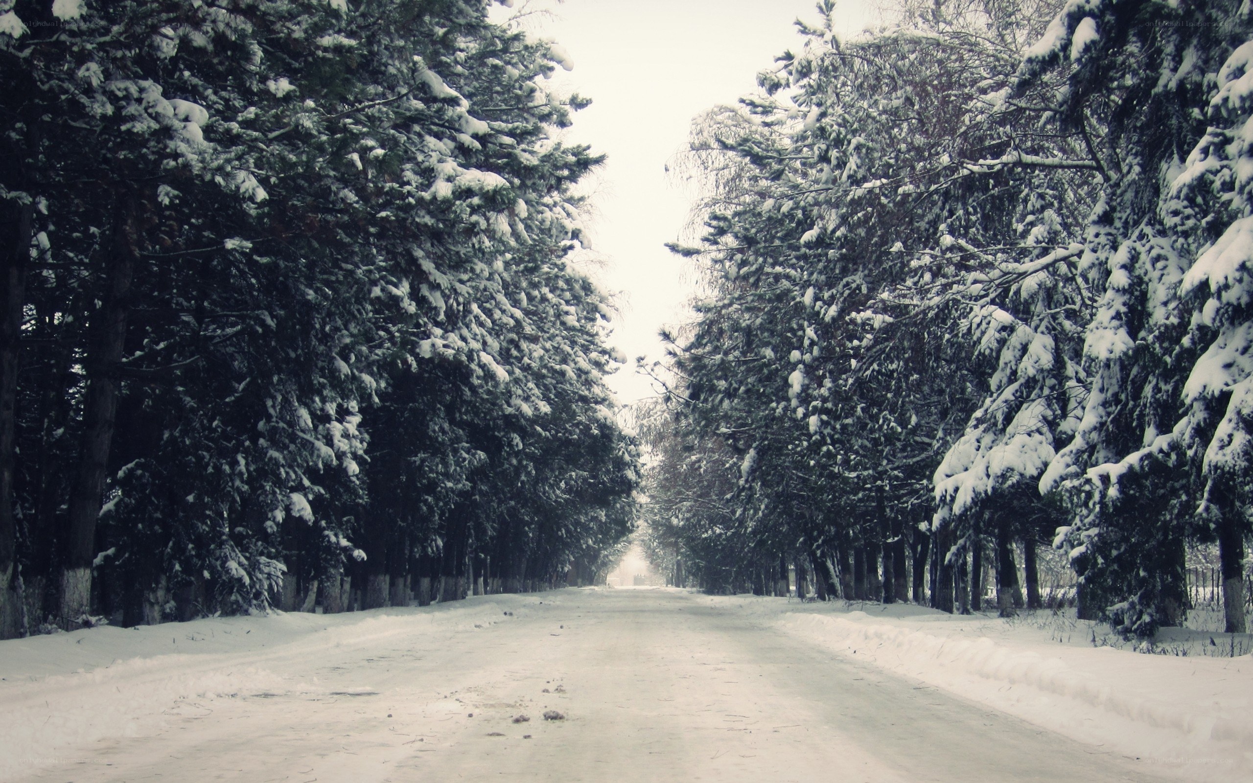 Snowy road through forest