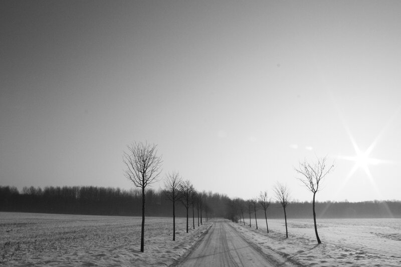 Snowy road with bare trees
