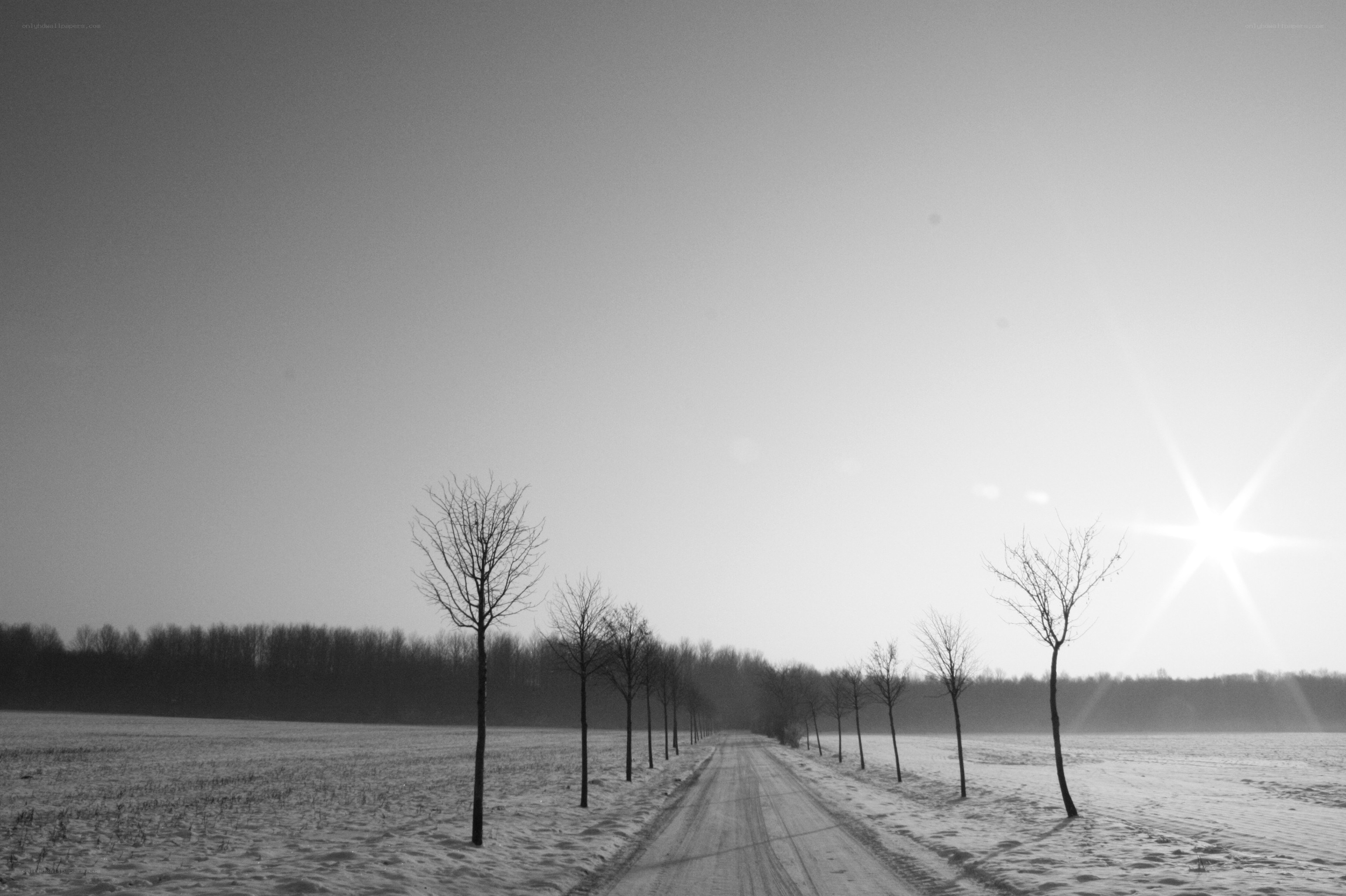 Snowy road with bare trees
