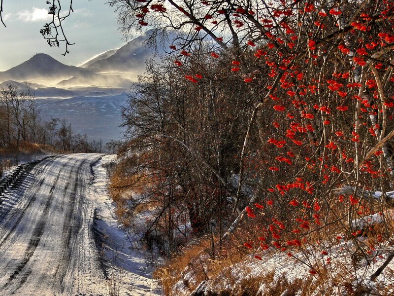 Snowy Road with Berries