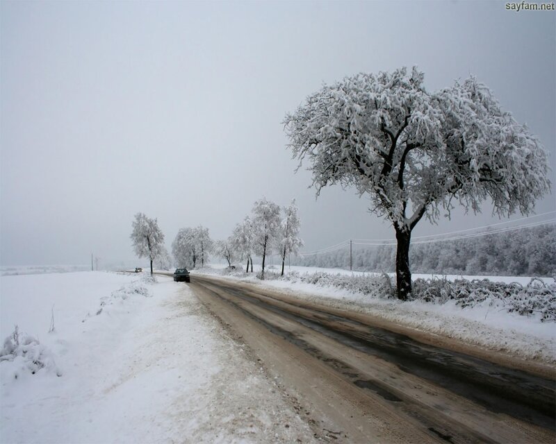Snowy road with frost-covered trees
