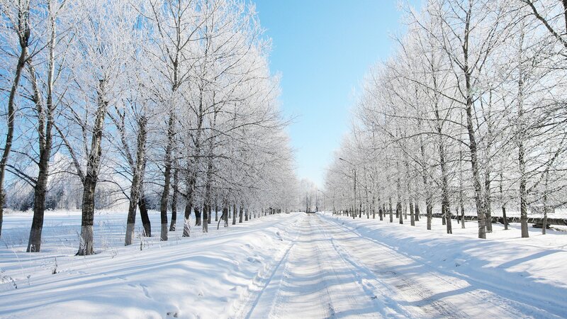 Snowy road with frost-covered trees