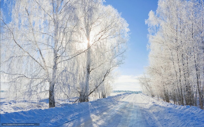 Snowy road with frost-covered trees