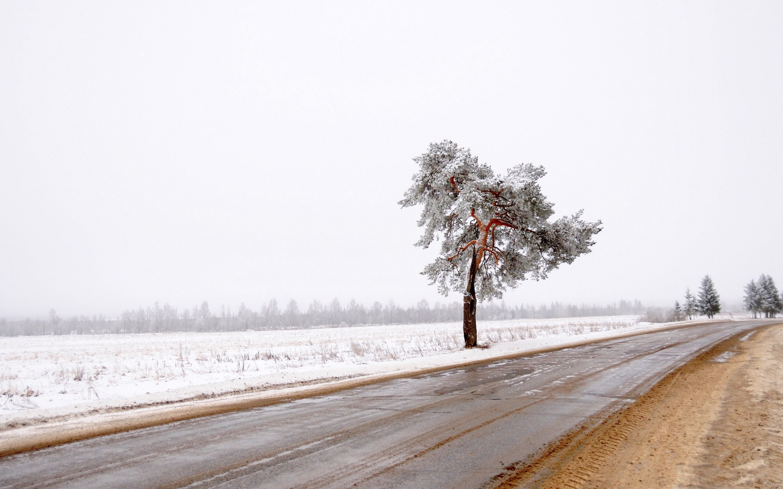Snowy road with lone tree
