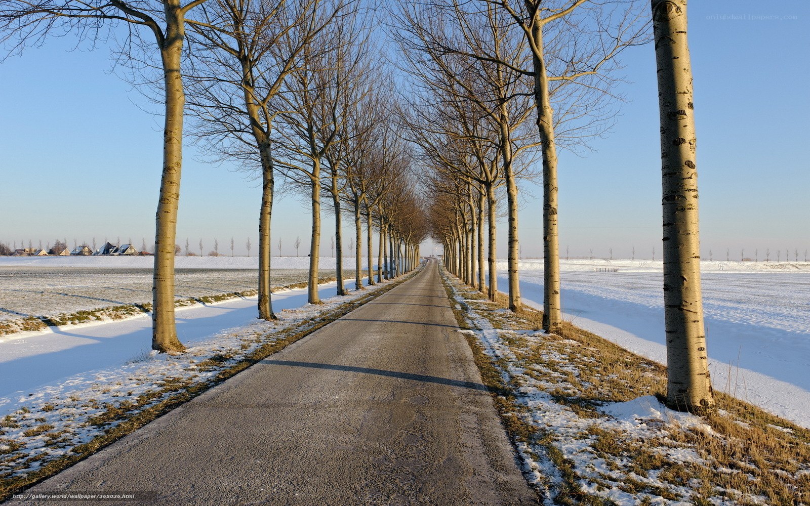 Snowy Road with Trees