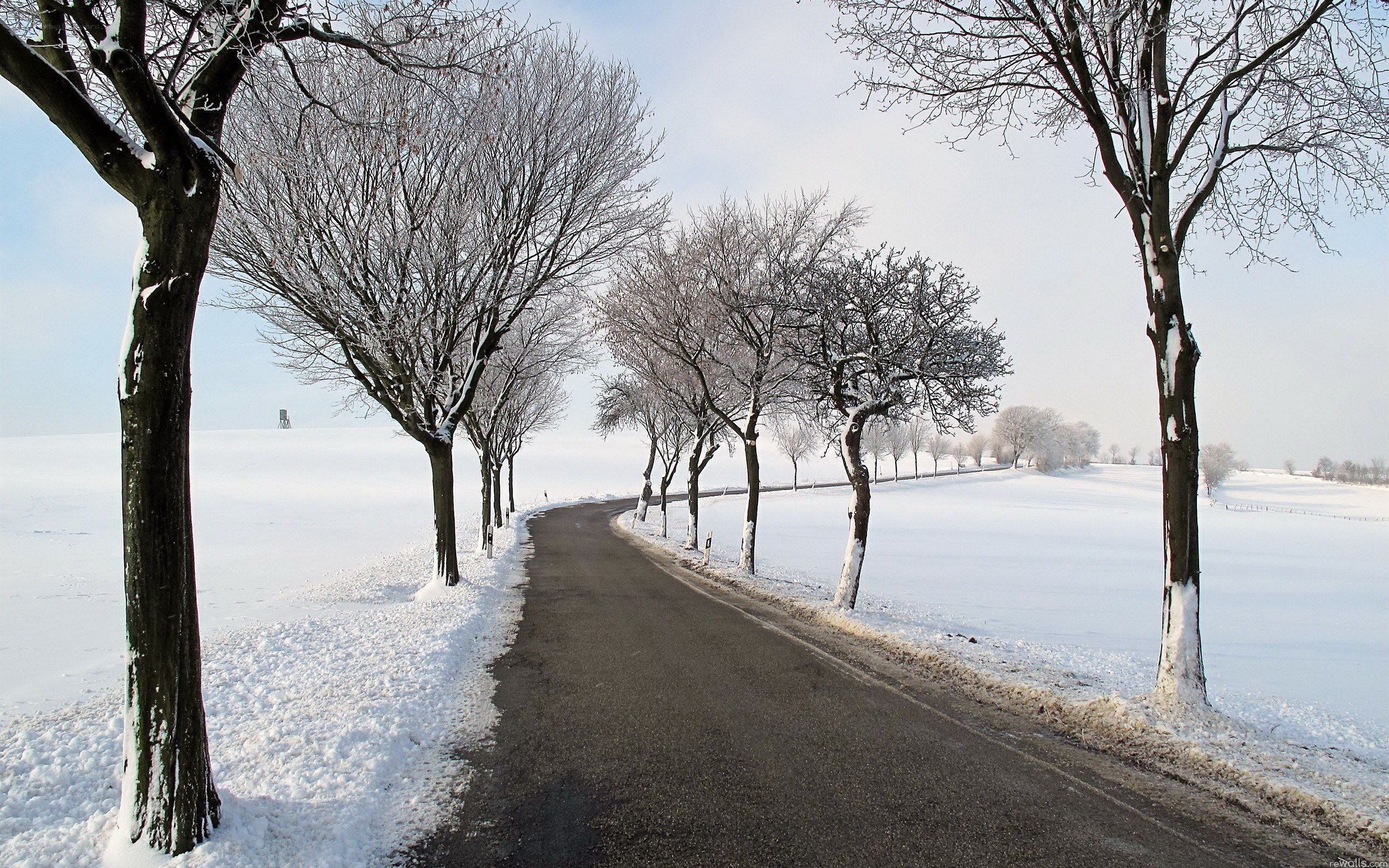 Snowy road with trees