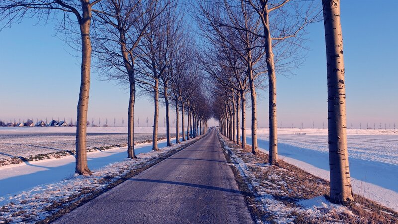 Snowy Road with Trees — Blue, Serene