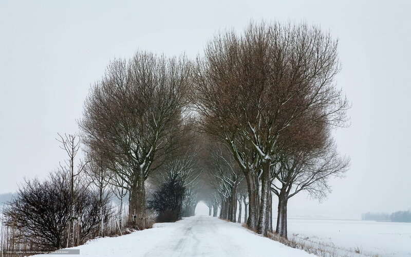 Snowy Road with Trees