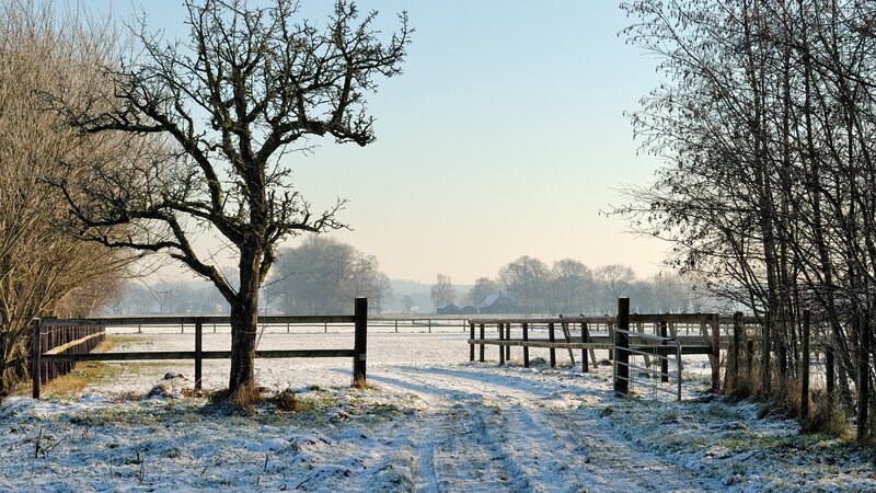 Snowy rural path with trees