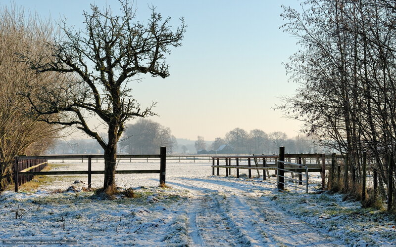 Snowy rural path with trees