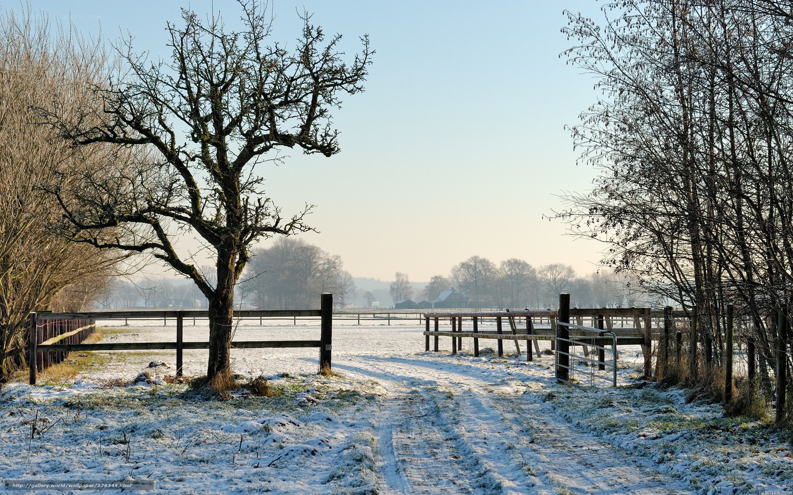 Snowy rural path with trees