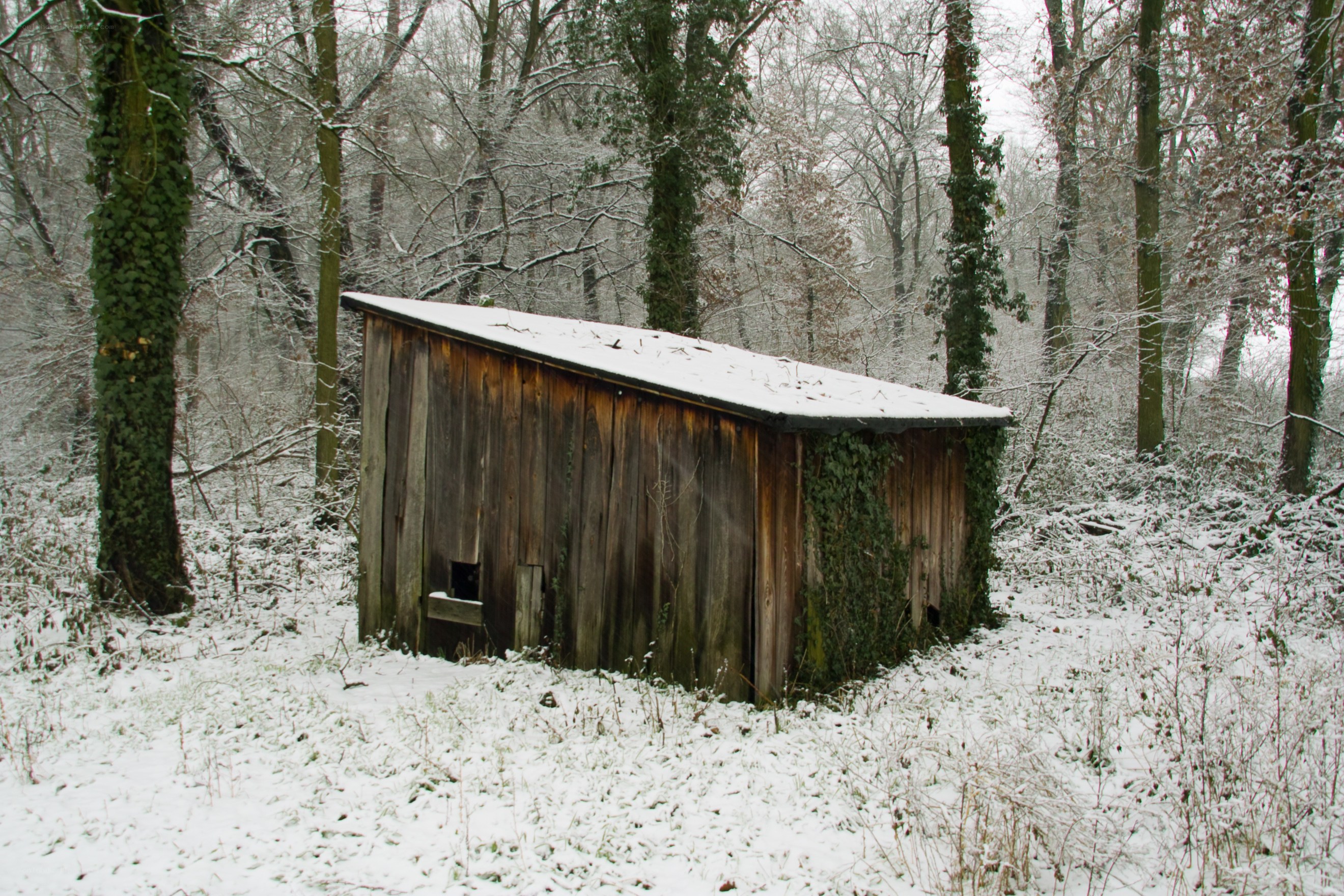 Snowy shed in forest