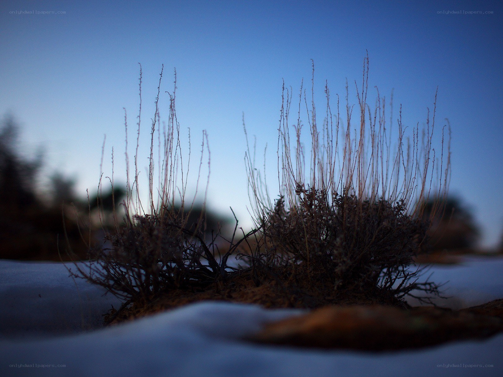 Snowy shrub in twilight