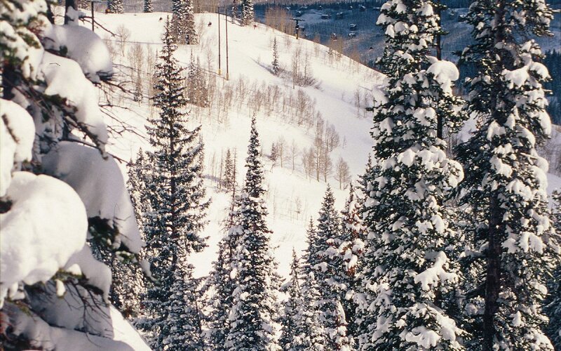 Snowy ski slope with evergreens