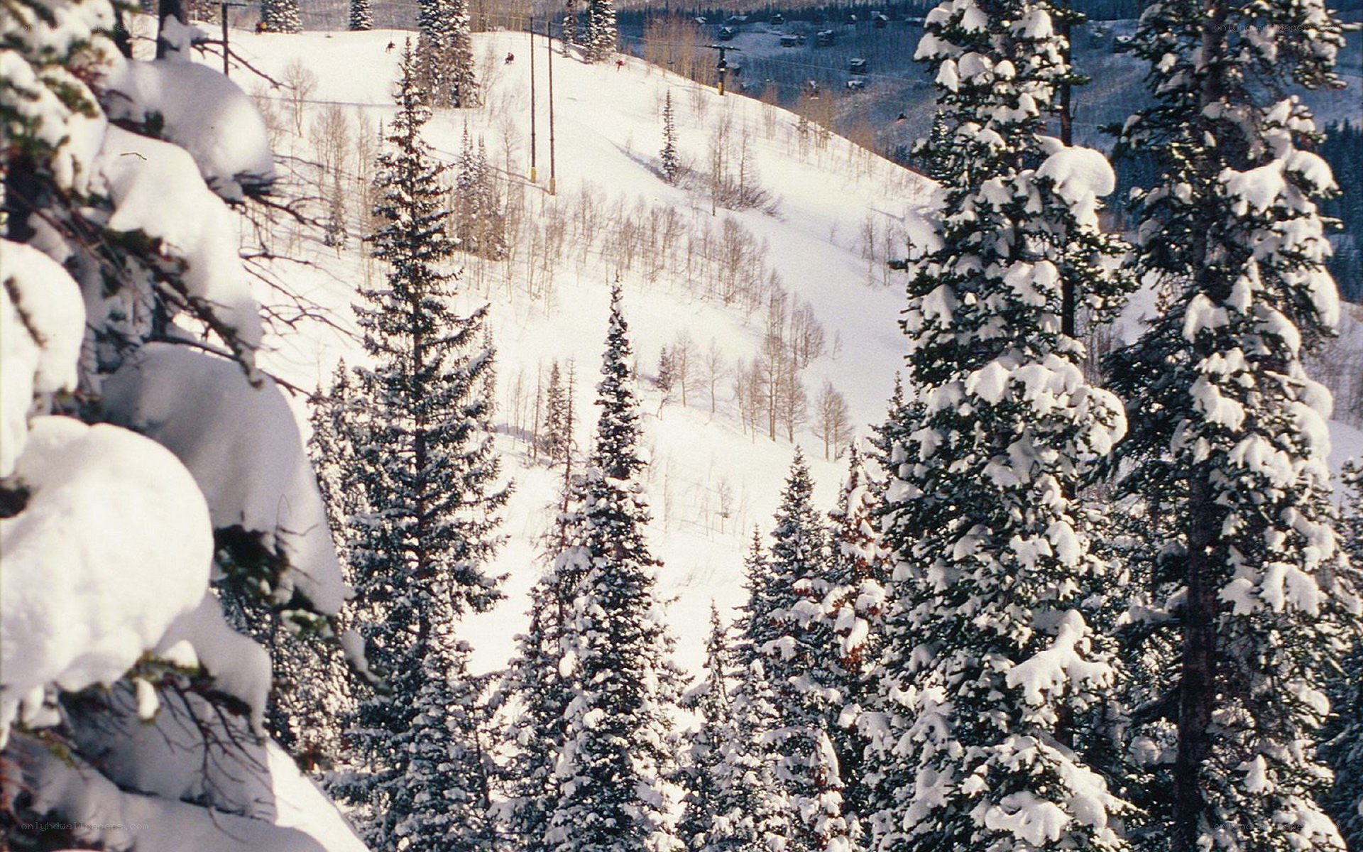 Snowy ski slope with evergreens