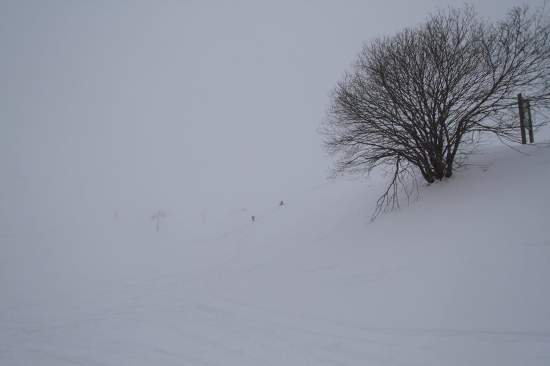 Snowy ski slope with tree