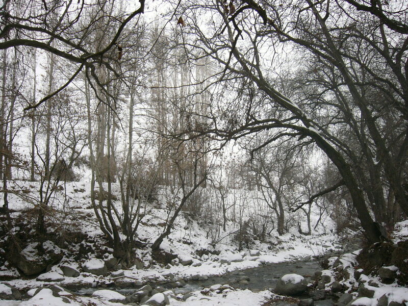 Snowy Stream in Forest — White, Cold
